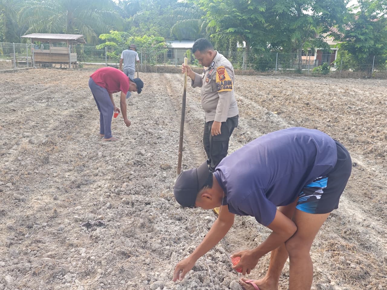 Polri Dukung Ketahanan Pangan, Polsek Siak Kecil Bersama Petani Binaan Bhabinkamtibmas Melaksanakan Penanaman Jagung di desa Sadar Jaya 