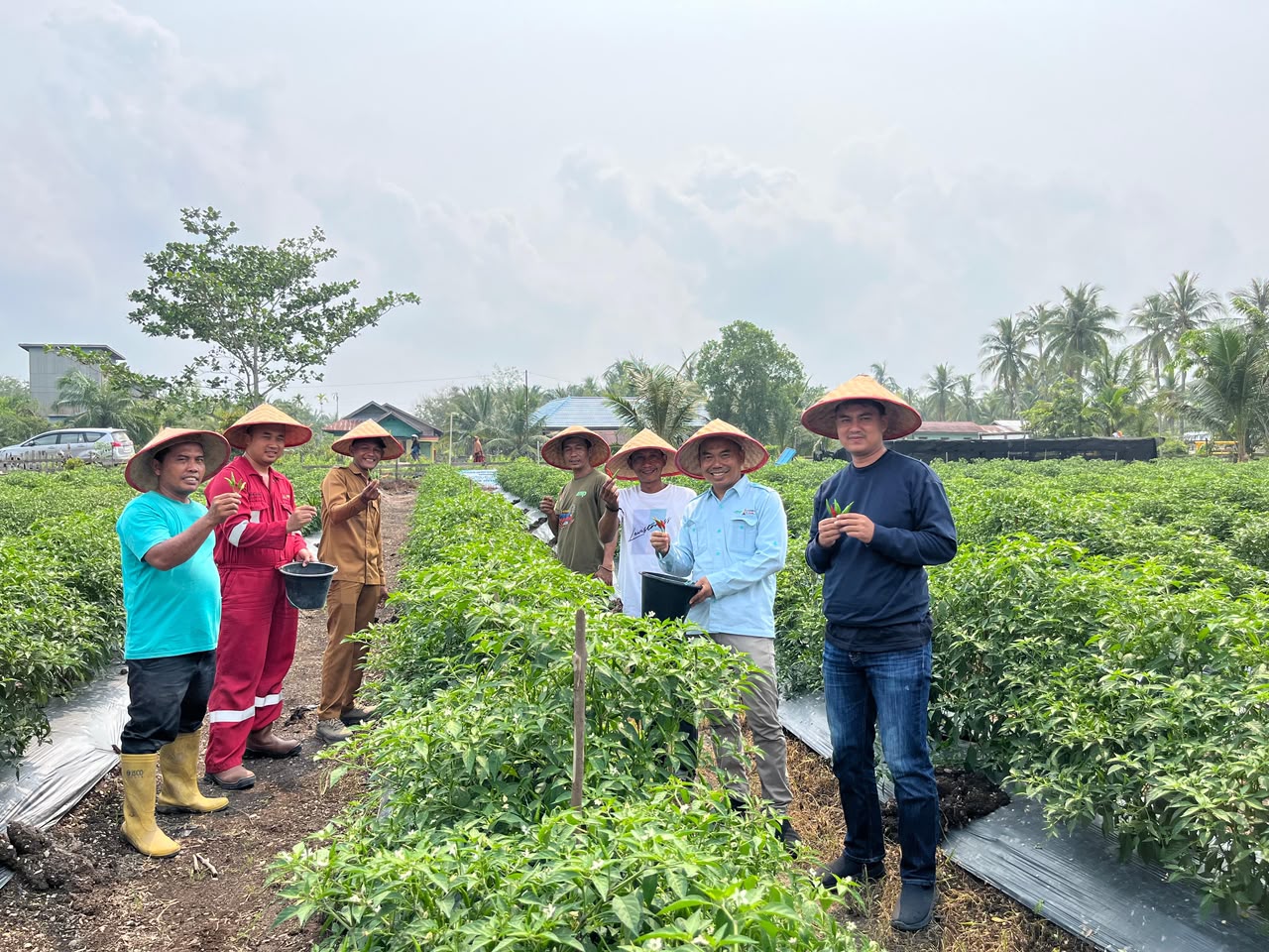 Bermitra dengan PT ITA, Kelompok Tani Melibur Berkarya Mulai Panen Cabai Rawit