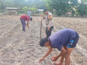 Polri Dukung Ketahanan Pangan, Polsek Siak Kecil Bersama Petani Binaan Bhabinkamtibmas Melaksanakan Penanaman Jagung di desa Sadar Jaya 